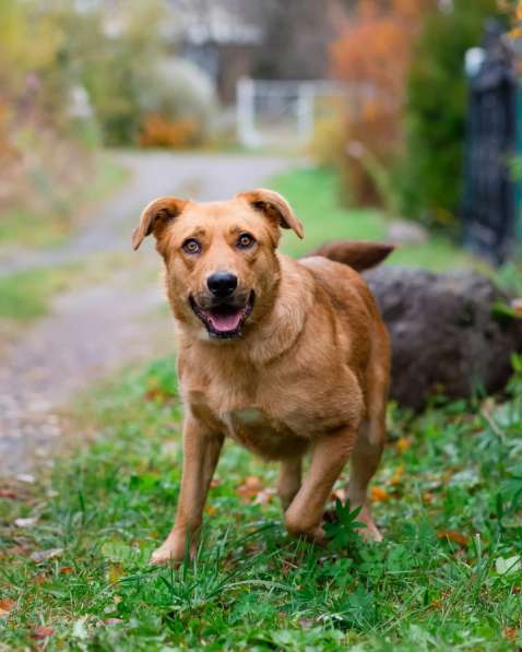 Мягкая и послушная молодая собака ищет дом в Санкт-Петербурге фото 13