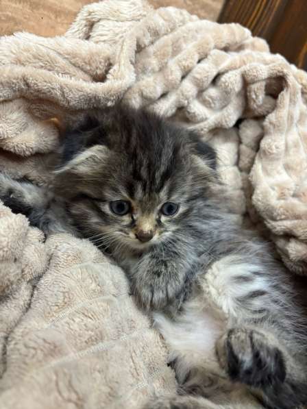 Котенок девочка в Ростове-на-Дону