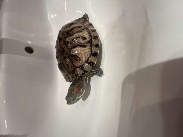 Продам черепаху