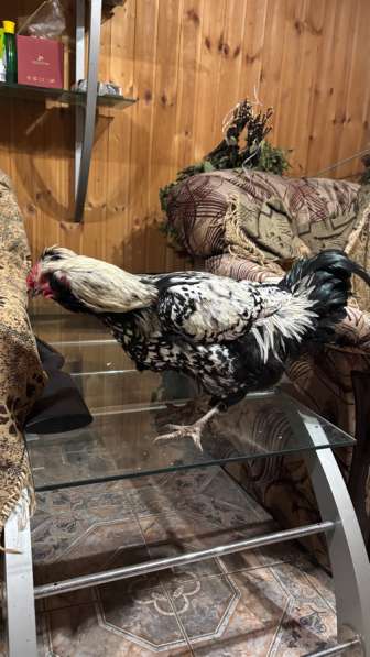 Петухи в Москве