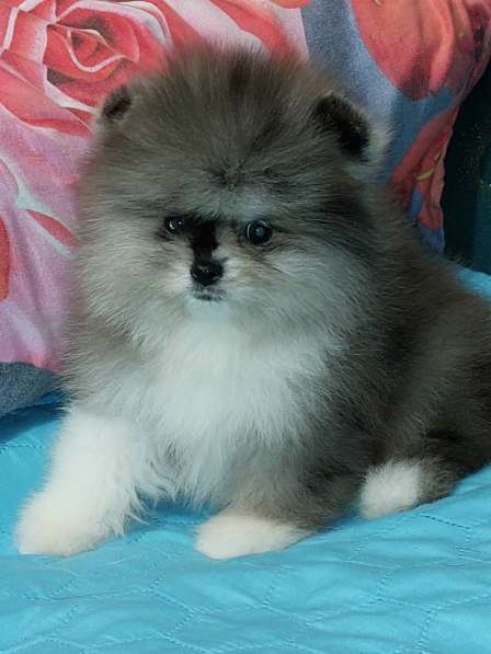 Pomeranian spitz. Merle boy