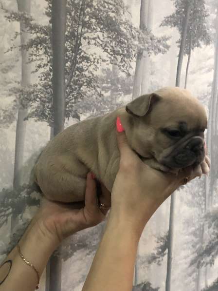 В продаже щенки французского бульдога в Барнауле фото 6