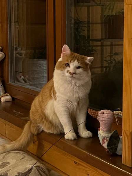 Харизматичный чеширский кот ищет дом в Санкт-Петербурге фото 12