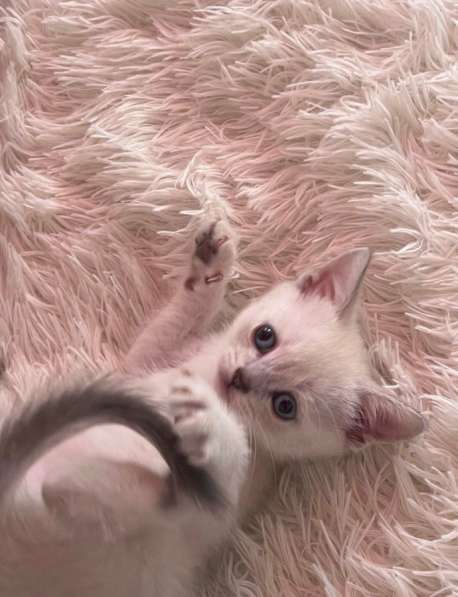 Котенок в Махачкале фото 4