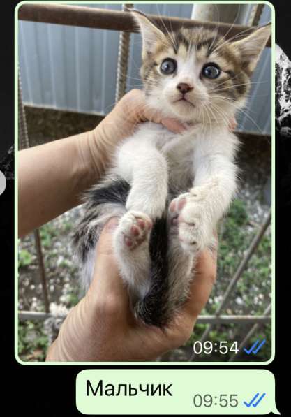 Котята в добрые руки в Грозном фото 8