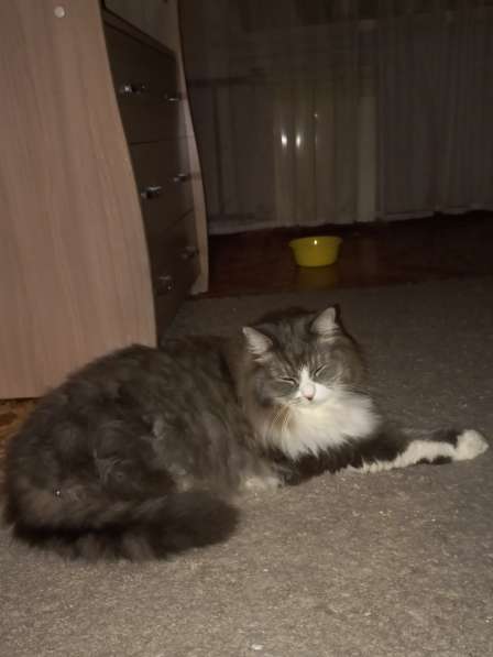Кот сибиряк,4 года в Новосибирске фото 43