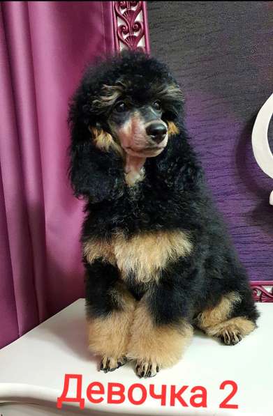 Пуделята фантомы щенки в Москве фото 10