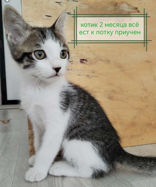 Бесплатно котята в Хабаровске