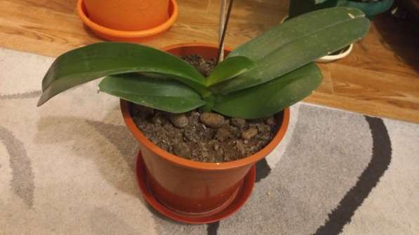 Продаются цветы в Сургуте фото 7