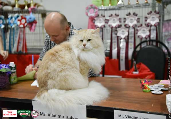 Невский маскарадный котенок в Зеленограде фото 4