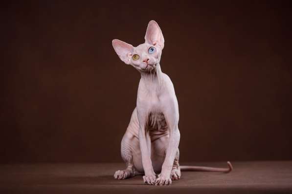 Питомник Эльфов, бамбино, Двэльфов, сфинксов в Находке фото 8