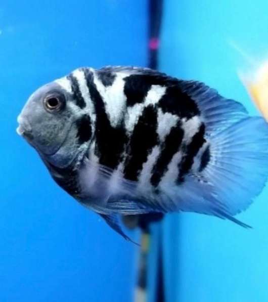 Циклид Сапфировый попугай (Голубая панда)!