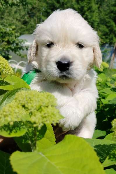 Щенки золотистого (голден)ретривера в Москве фото 6