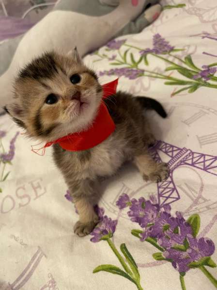 Продаются котята британской золотой шиншиллы в Нижнем Новгороде