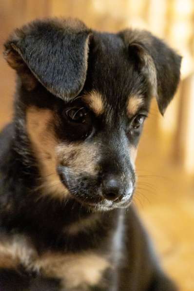 Мальчик в добрые руки в Москве фото 3