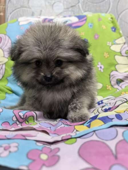 Продам щенков померанский шпиц в Пензе фото 8