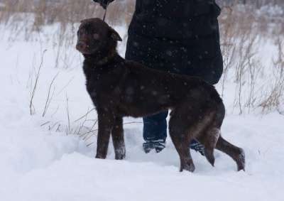 Отдам даром Сникерс-шоколадный пес в Челябинске фото 5