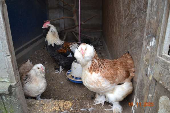 Продам породистых петушков в фото 3