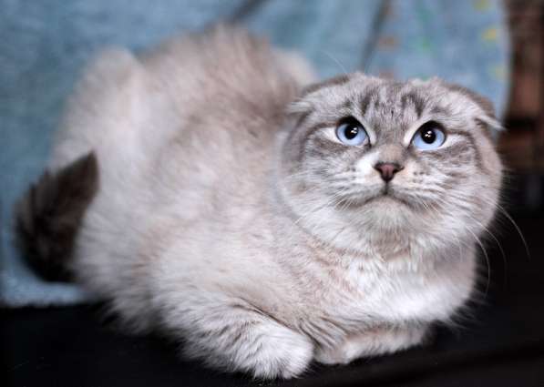 Шотландская вислоухая голубоглазая Лора в дар в Москве