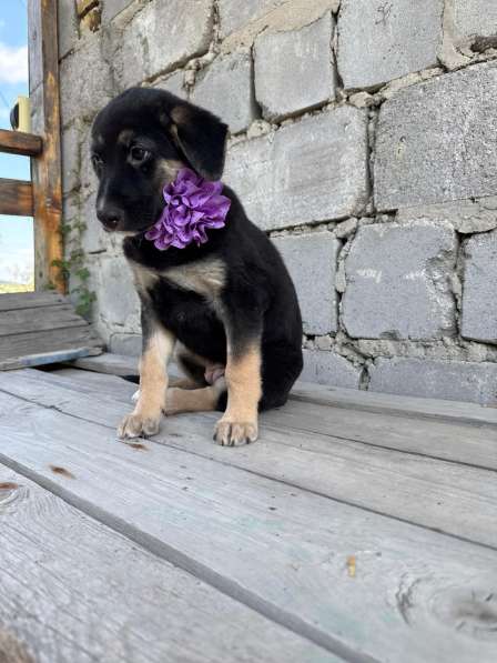 Красавица Стэлла ищет заботливых родителей