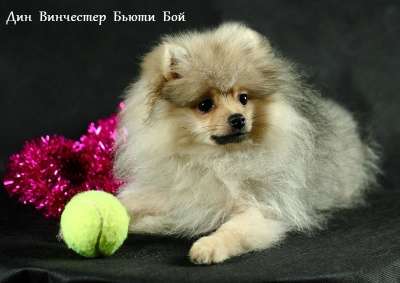 Продается щенок немецкого малого шпица в Калининграде фото 6