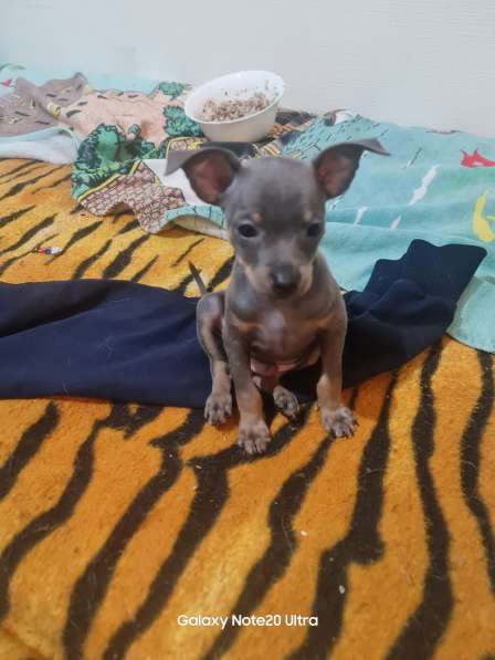 Дети той терьера в Санкт-Петербурге