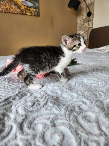 Котята ищут любящую семью в 