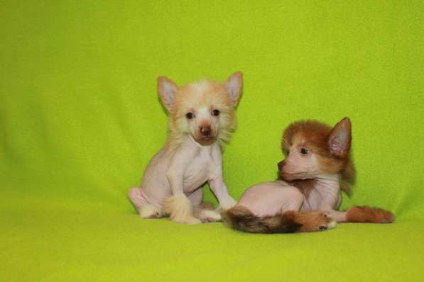 Щенок КХС в Москве фото 6