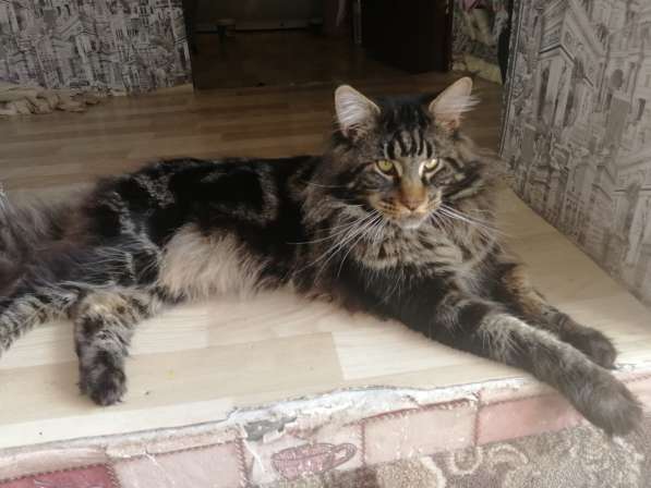 Вязка мей кун в Сухом Логе фото 11