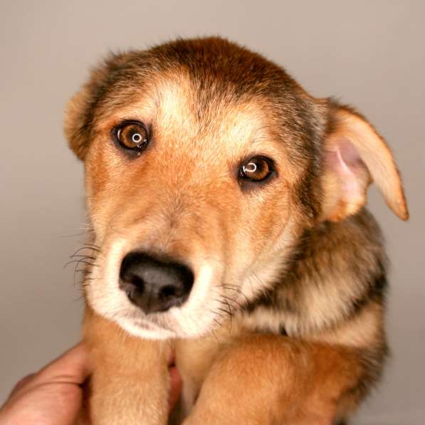 3 щенка метиса в добрые руки в Москве фото 5