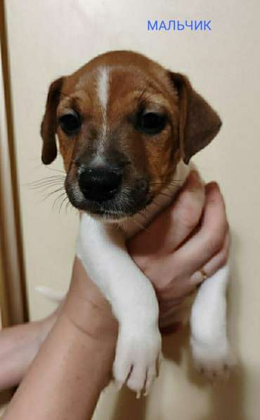 Щенки Джек Рассел терьер в фото 11