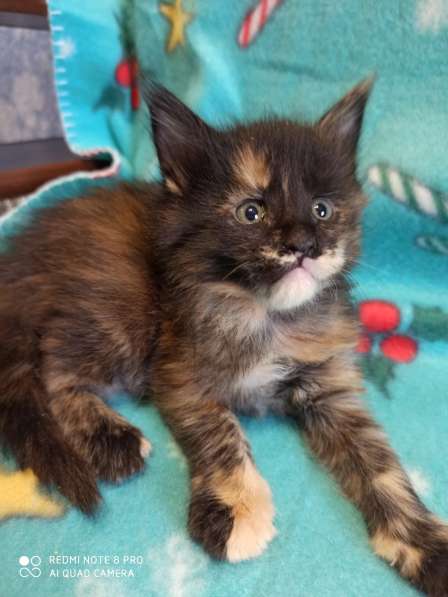 Продажа котят мейн кунов в Снежинске фото 12