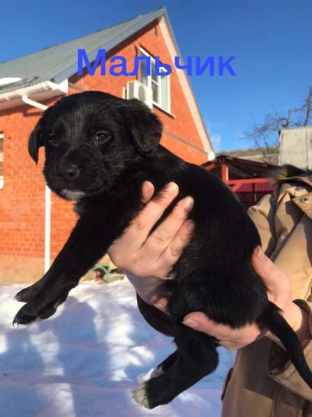 Отдаем щенков в добрые руки в Калуге фото 6