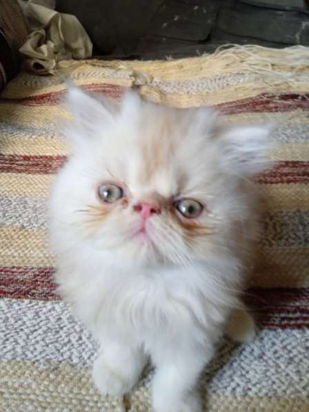 Продаются персидские котята в фото 3