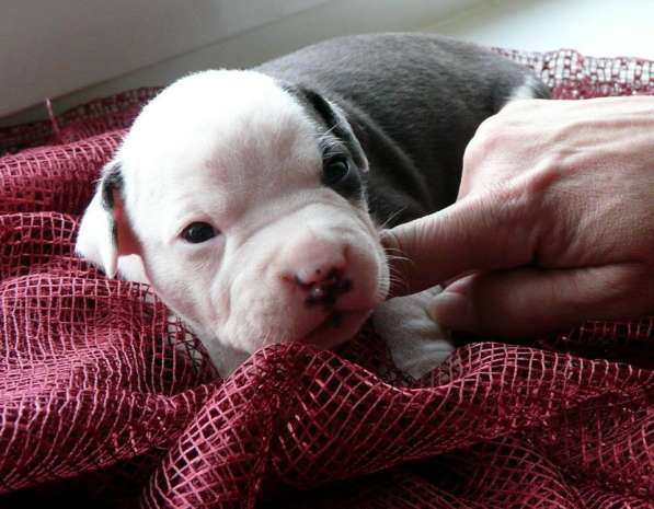 Щенки амстаффа в Красноярске фото 18