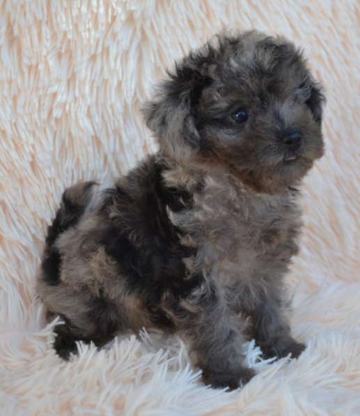 Мальтипу. Blue merle в фото 3