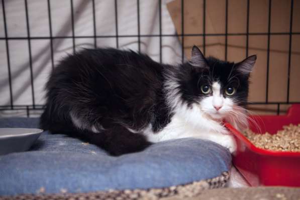 Ласковая Марта ждет ласкового хозяина в Москве