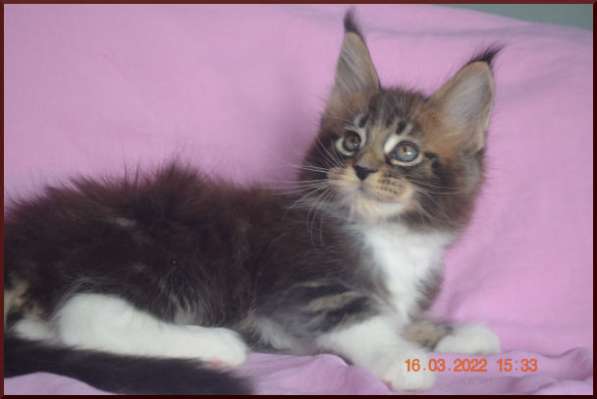 Роскошный черный котик мейн-кун из питомника в Астрахани фото 78