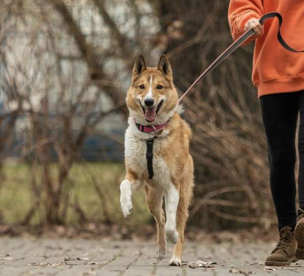 Мистер лучезарная улыбка Янтарь ищет дом в Москве фото 17