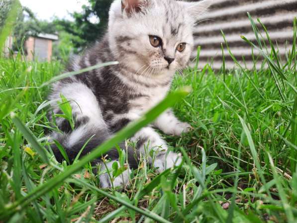 Мраморные котята в фото 23