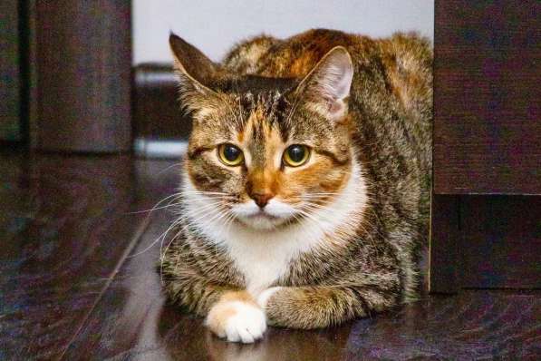 Кошечка Стеша - девочка с огоньком в добрые руки в Москве фото 3