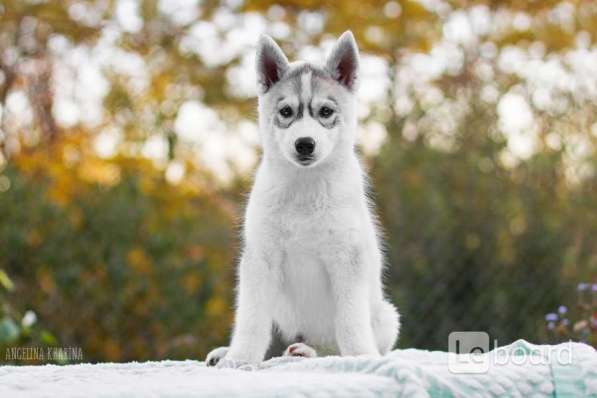 PUPPIES SIBERIAN HUSKY в фото 7