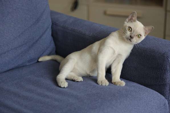 Котята традиционной американской бурмы в Москве фото 10