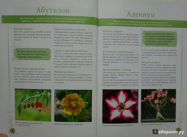 Самые красивые цветы мира в Ростове-на-Дону фото 10