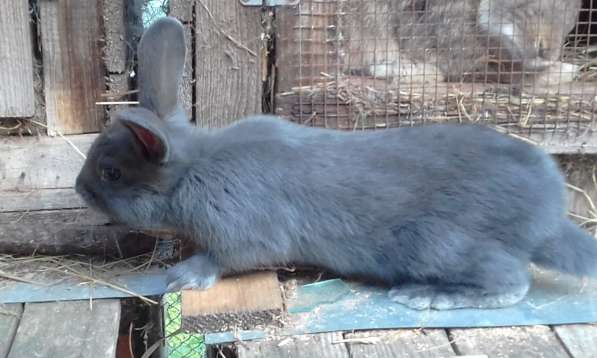 крольчата и взрослые кролики мясных пород в Пскове фото 8