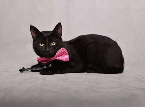 Ласковый и игривый черный котенок-подросток Степа в дар в Москве фото 5