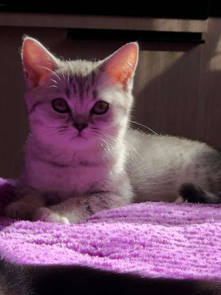 Წოტლანდიური სტრაიტო:სასშრაფოთ ვყიდი 50 დას დაკლებით მეჩქარე в фото 17