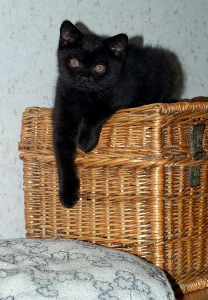 Черные британские котята - кошка в Москве фото 4