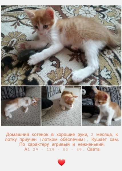Домашний котенок в добрые руки