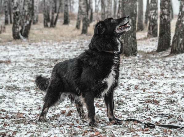 Весёлая, ласковая Чукча ищет семью в Москве фото 71